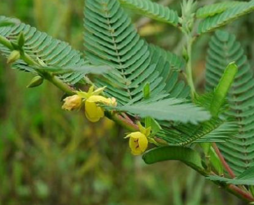 Cassia nomane Farmanatura