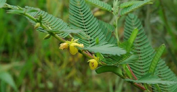 Cassia nomane Farmanatura