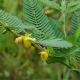 Cassia nomane Farmanatura